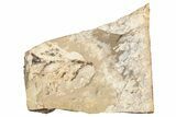 Conifer (Chamaecyparis?) Fossil - McAbee, BC #271383-1